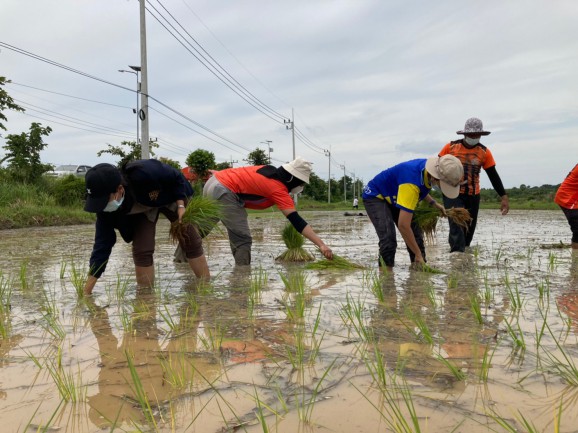 โครงการส่งเสริมการจัดทำแปลงสาธิตการทำนาข้าวในพื้นที่นาร้างตามวิถีเศรษฐกิจพอเพียง ประจำปี พ.ศ. 2564